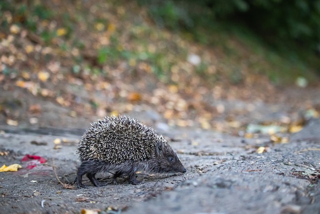 迎战劲旅掘 迎战劲旅掘