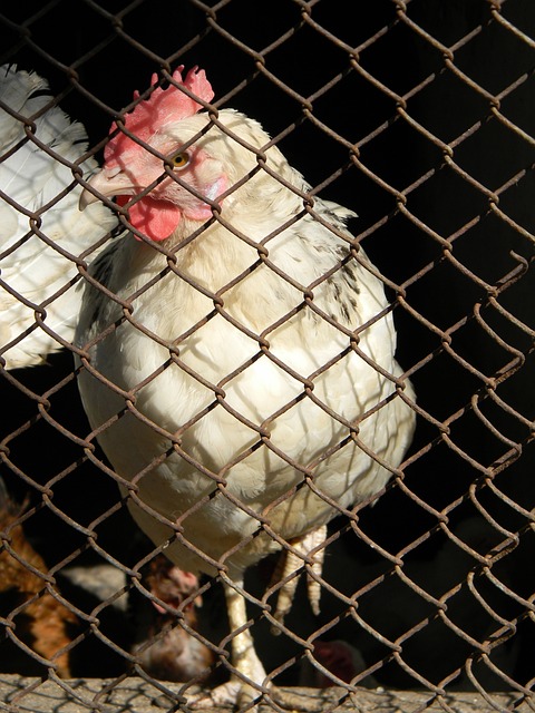 锋的重要性 锋的重要性